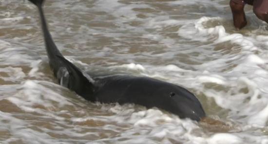 Stranded Dolphins Safely Returned to Ocean